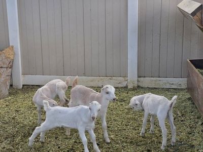 LaMancha Kids