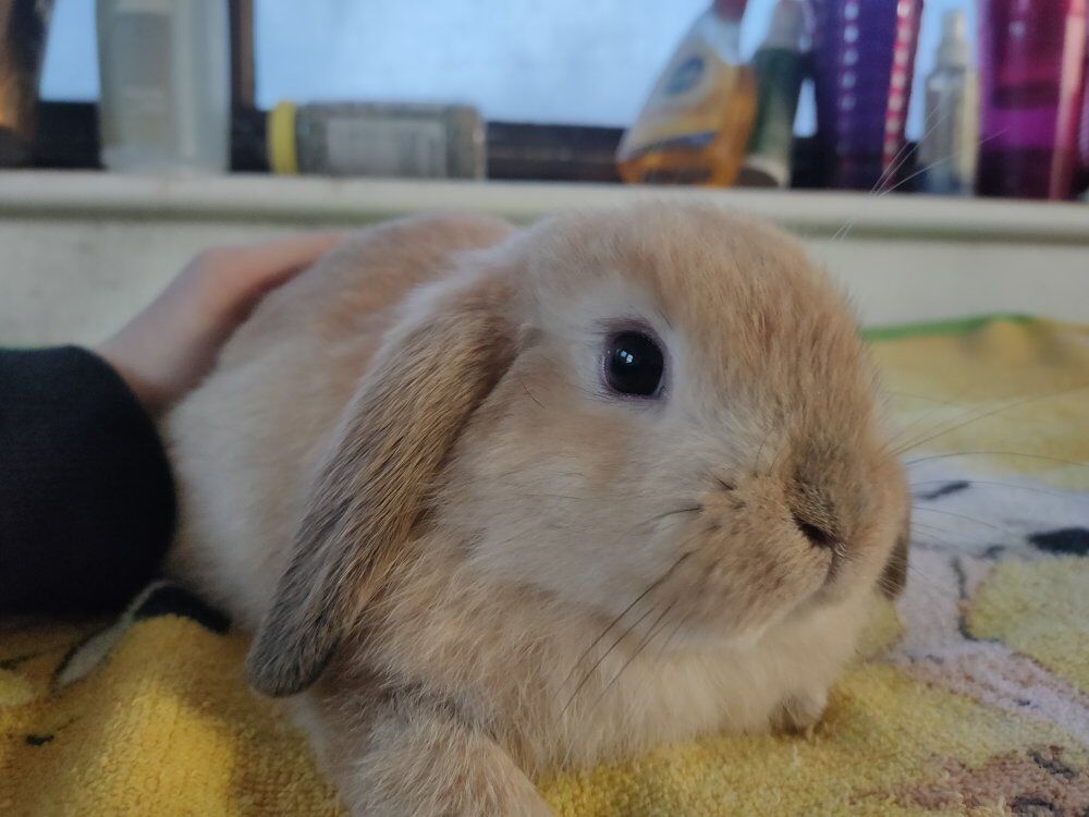 New year lopped eared bunnies