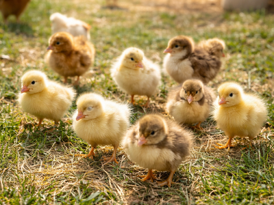 Free Chicks and Ducklings — Good Layers, Need a Good Easter home