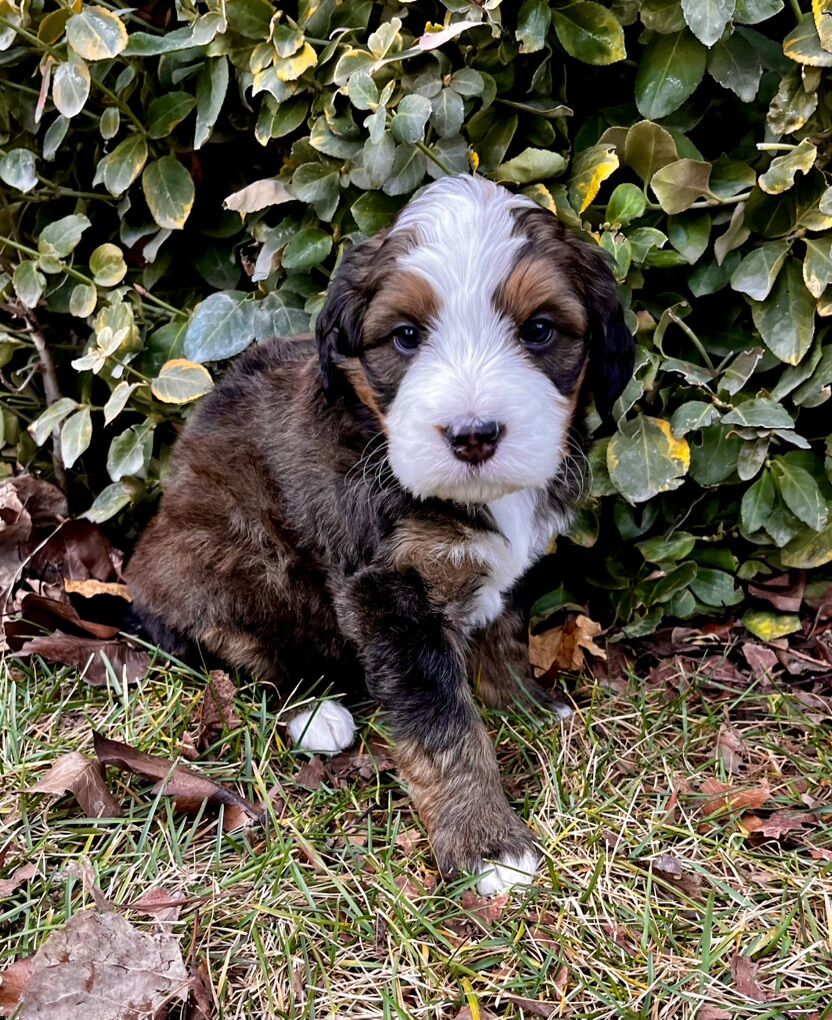 Gorgeous Valentines Day Bernedoodles️