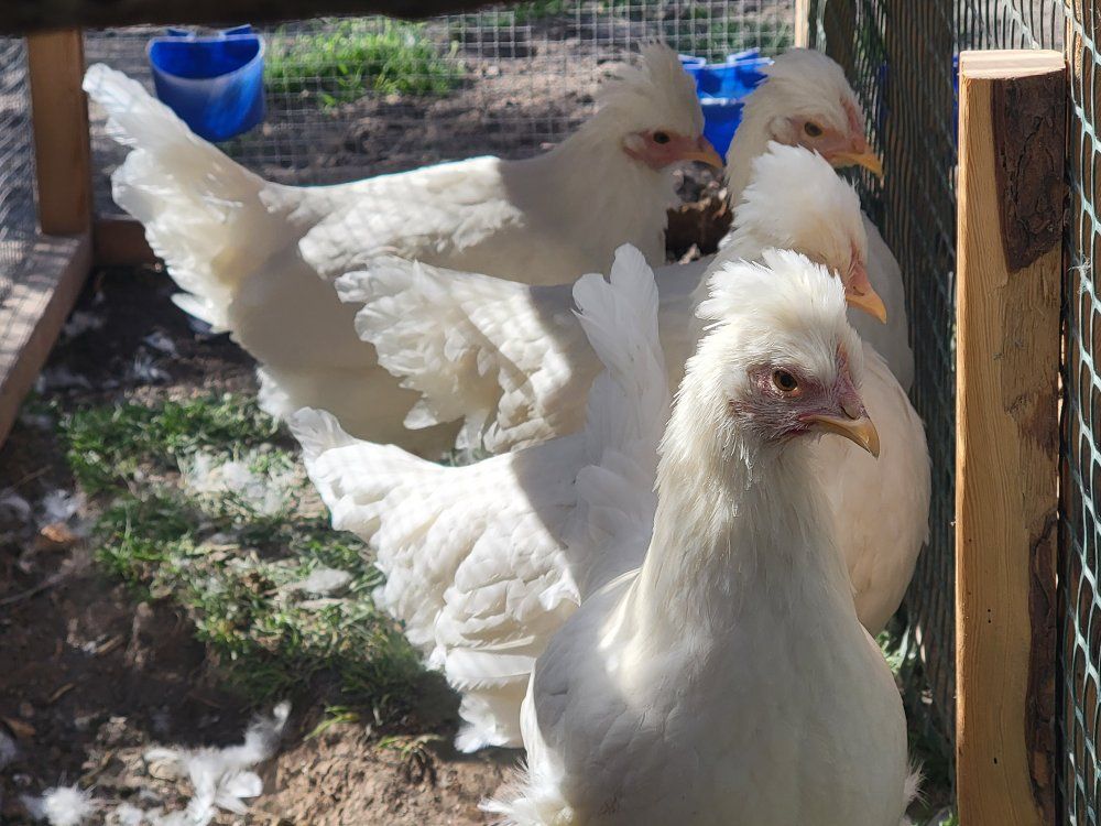 Schijndelaar pullets