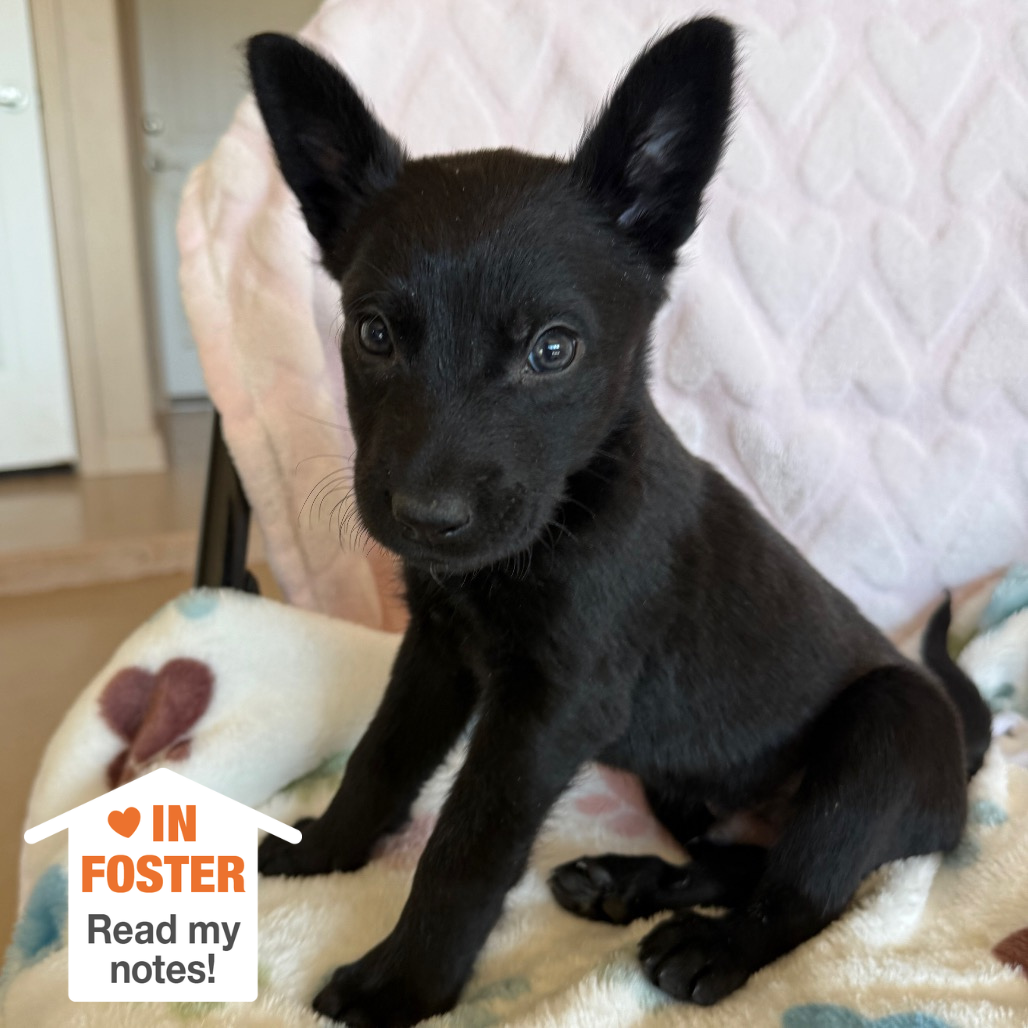 Hello my name is Paperboy