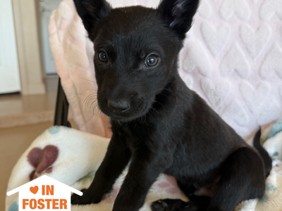 Hello my name is Paperboy