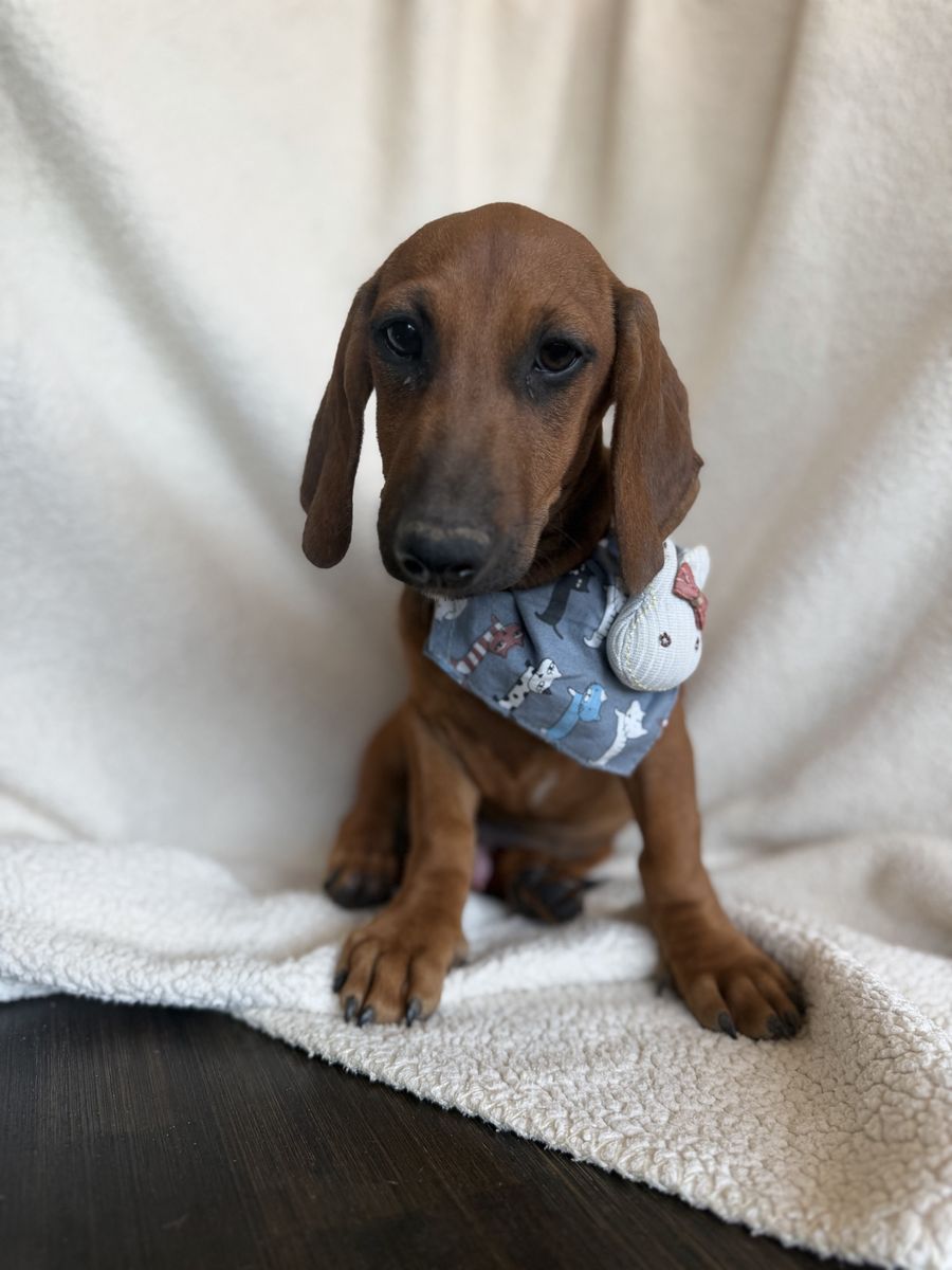 Male 4 months old dachshund