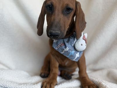 Male 4 months old dachshund