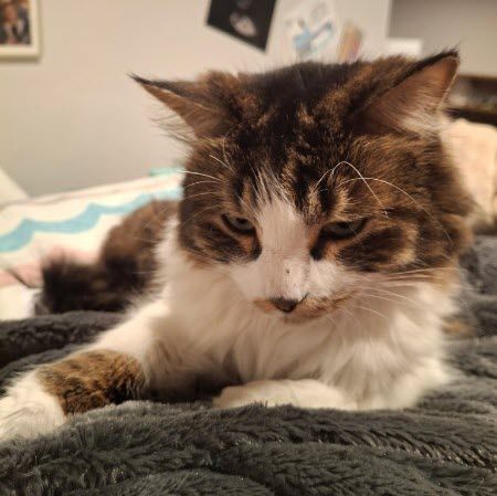 Figaro — Cat Available for Adoption