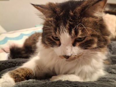 Figaro — Cat Available for Adoption