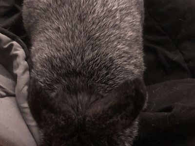 pure bred silver fox doe