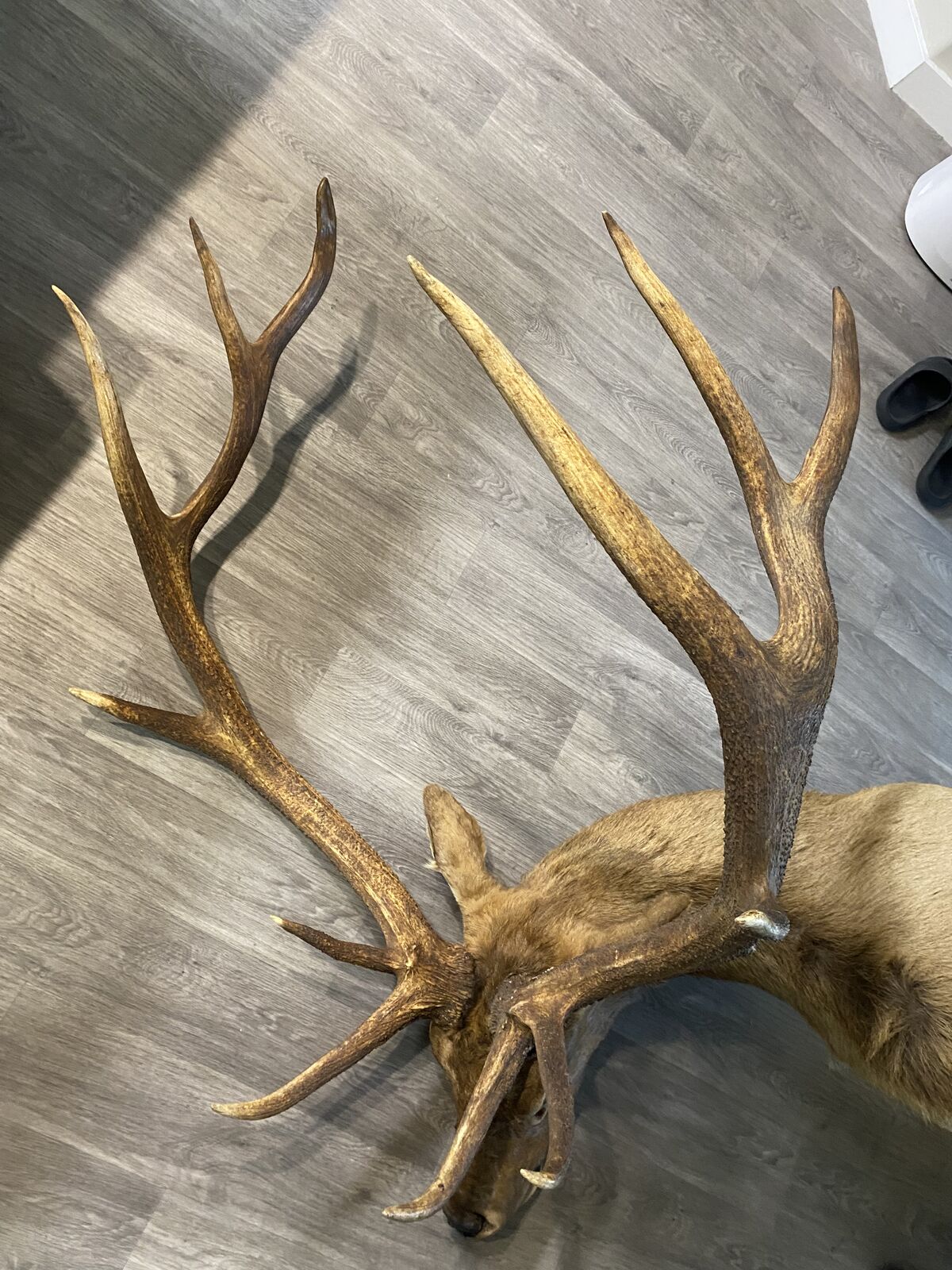 Massive 6x6 Nevada Bull Shoulder Mount 14” Burrs!