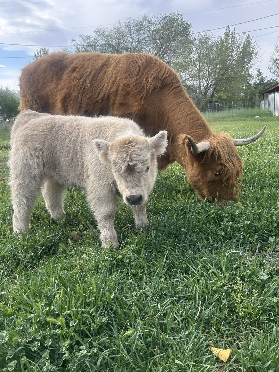 Beautiful micro mini silver heifer