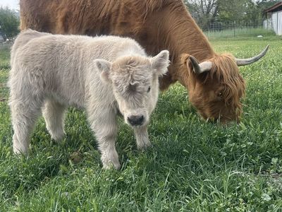 Beautiful micro mini silver heifer