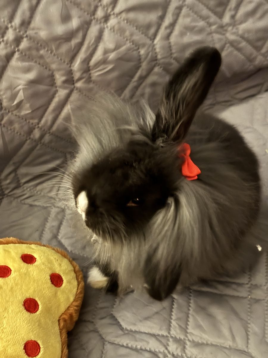 Adorable Fluffy Lionhead