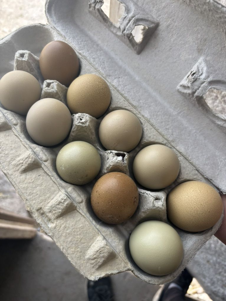 Olive Egger Hatching Eggs