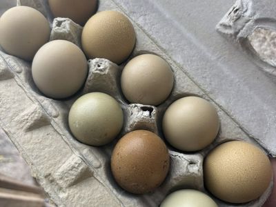 Olive Egger Hatching Eggs