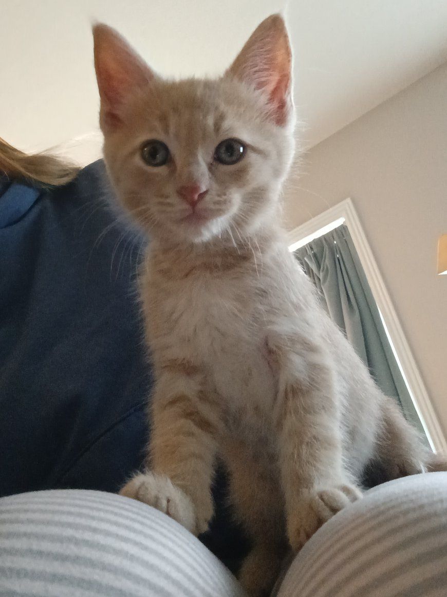 Part Maine Coone kitten