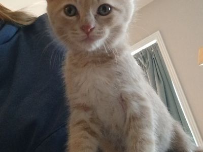 Part Maine Coone kitten