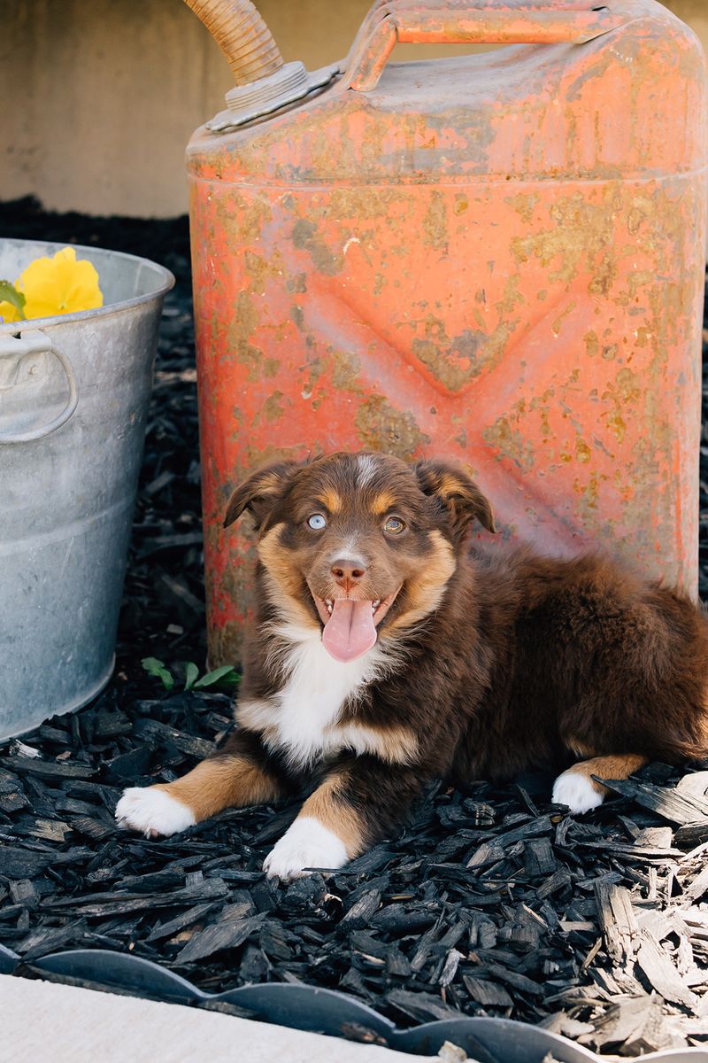 ASDR mini Aussies// miniature Australian shepherd puppies