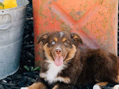 ASDR mini Aussies// miniature Australian shepherd puppies