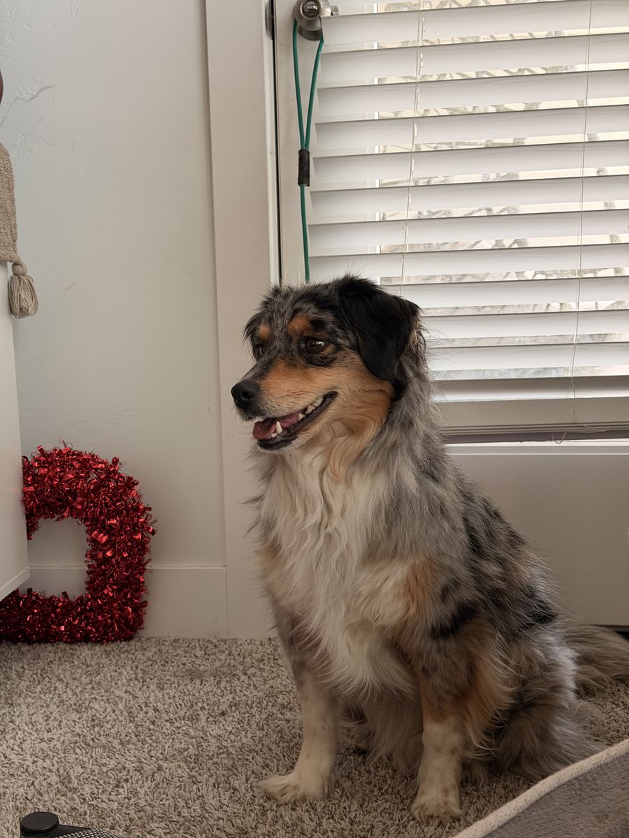 House trained Australian shepherd
