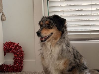 House trained Australian shepherd