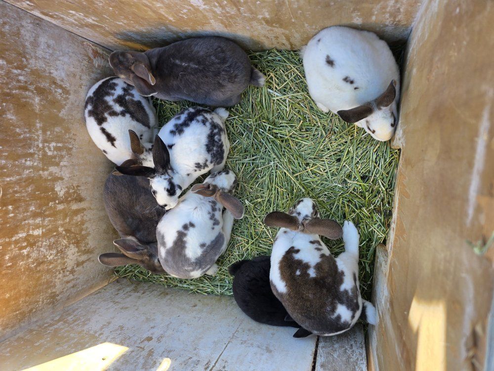 6 week old rex rabbits