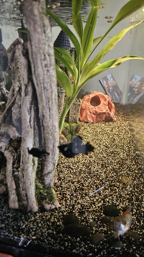 free- black panda mollys