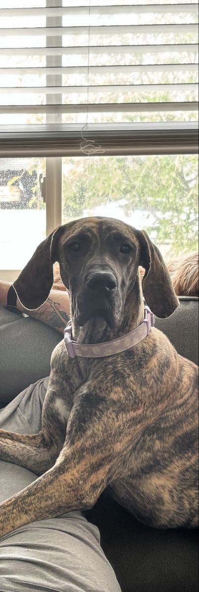 Brindle Great Dane