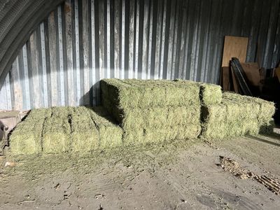 Alfalfa hay for sale.