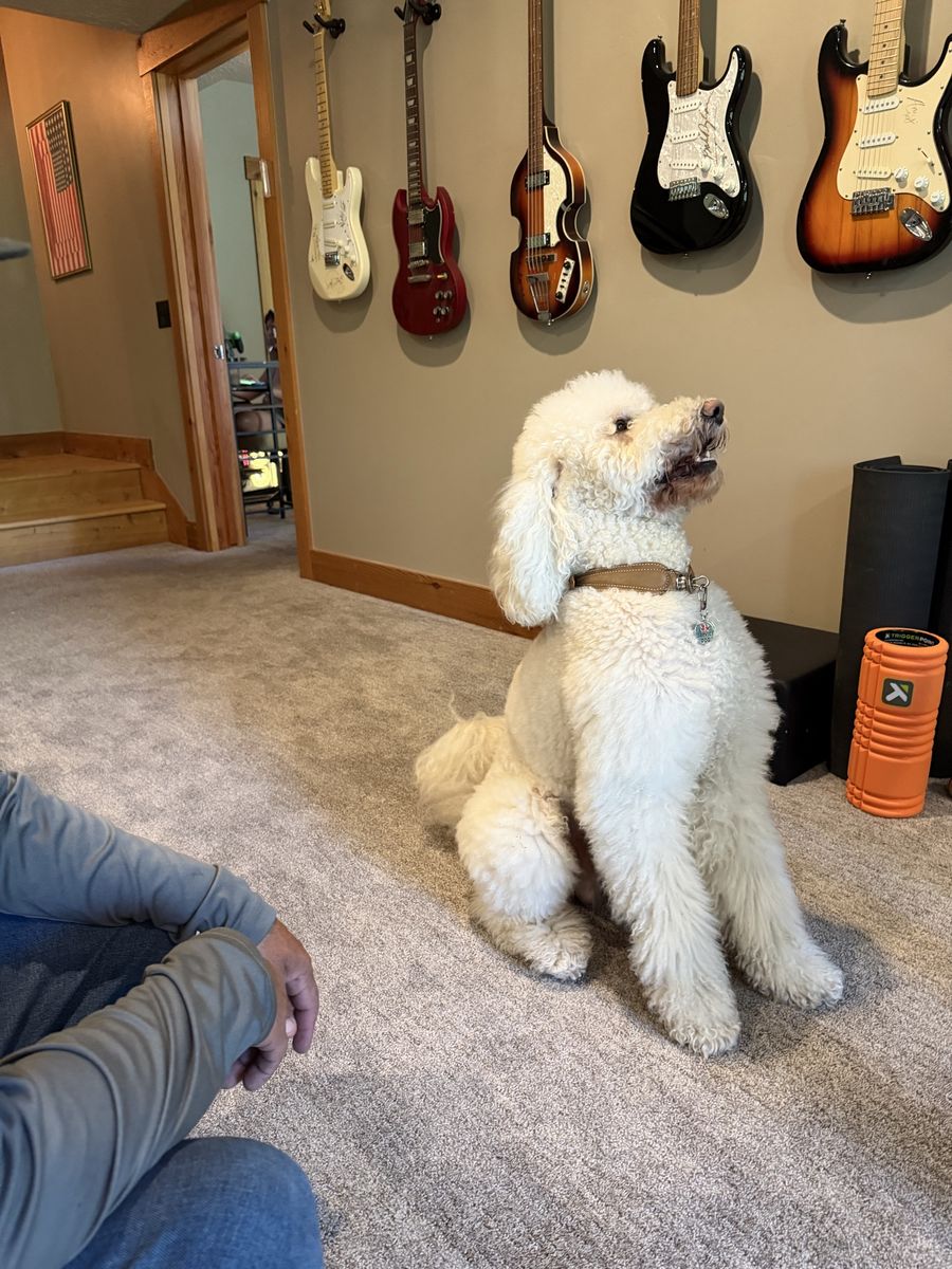 Standard Goldendoodle puppies