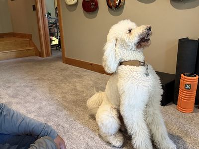 Standard Goldendoodle puppies