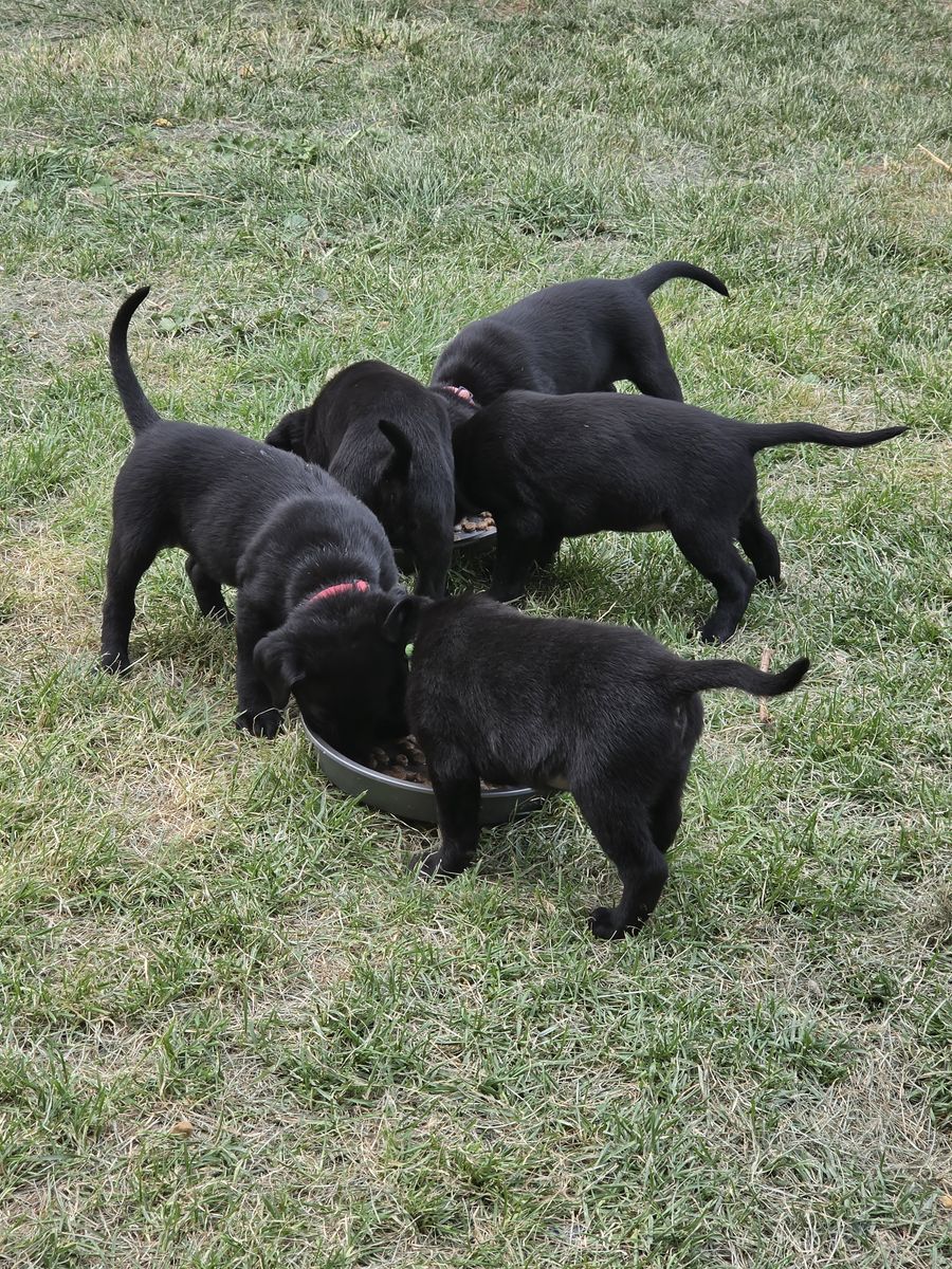 Black lab puppies