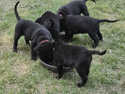 Black lab puppies