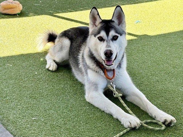 A159026 Neptune is Available for Adoption!