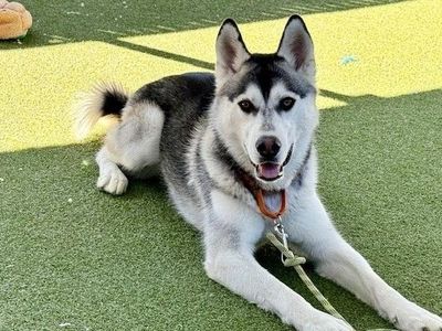 A159026 Neptune is Available for Adoption!