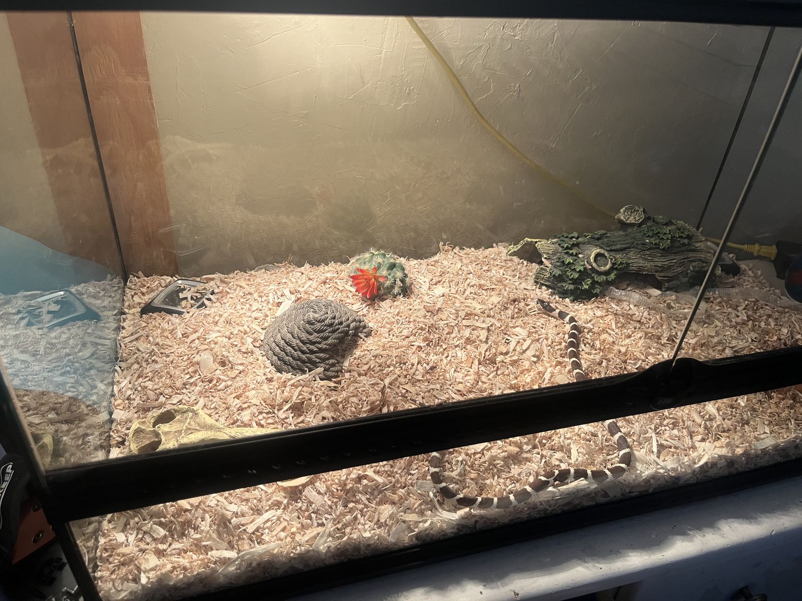 California king snake