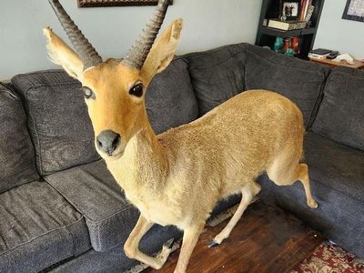 Gorgeous Reedbuck Mount! TRADE