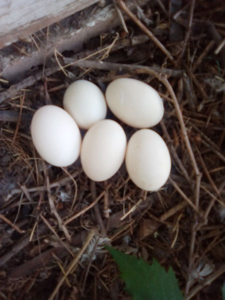 duck eggs