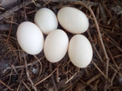 duck eggs
