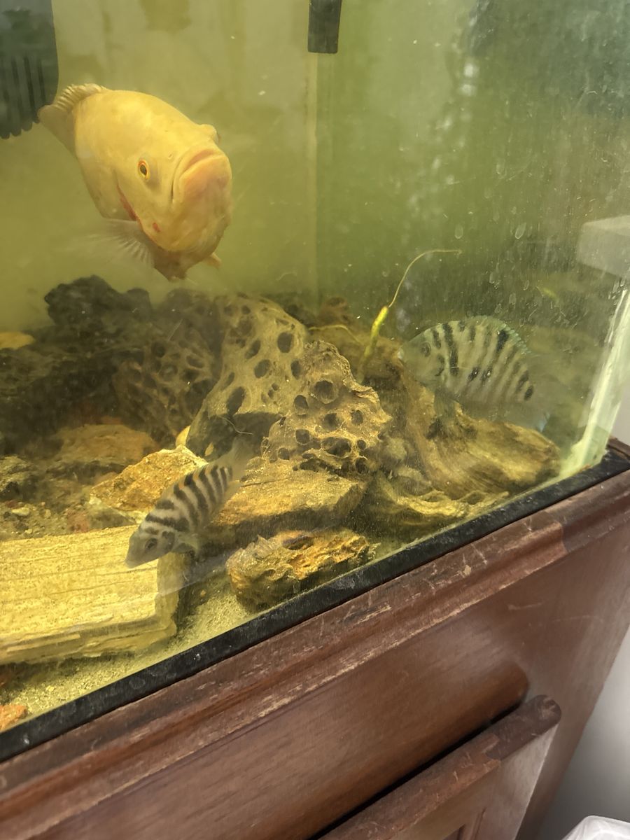 Convict cichlids
