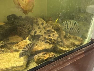 Convict cichlids