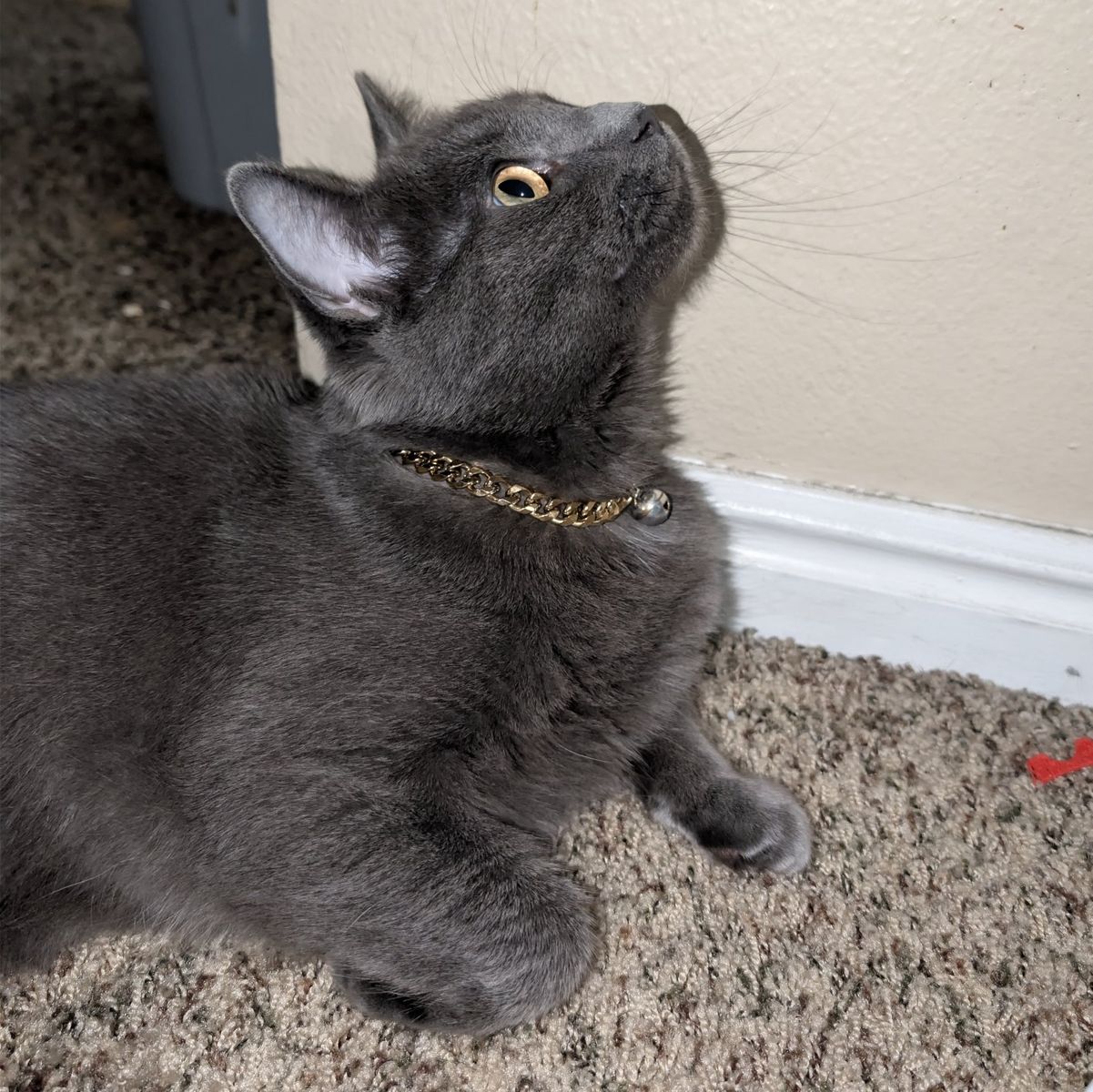 Lost Cat - Provo near BYU