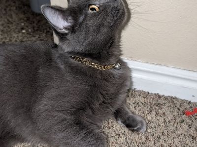 Lost Cat - Provo near BYU
