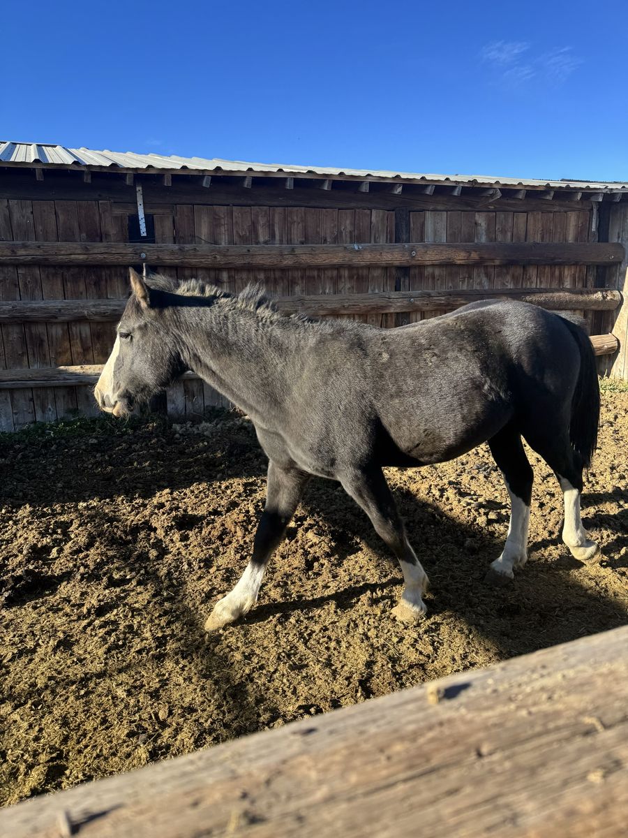 Half Clydesdale Half Quarter Horse