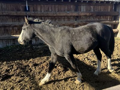 Half Clydesdale Half Quarter Horse