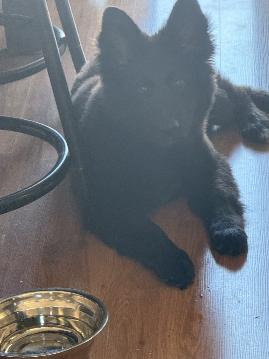 German Shepard