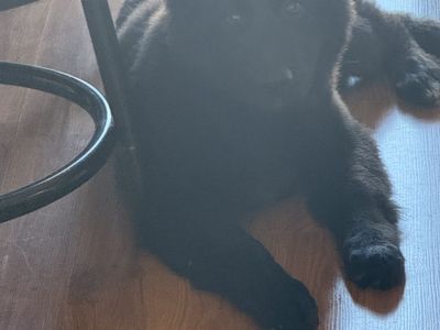 German Shepard