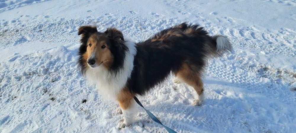 Sheltie / Shetland Sheepdog