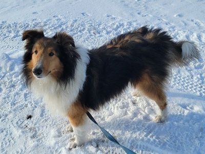 Sheltie / Shetland Sheepdog