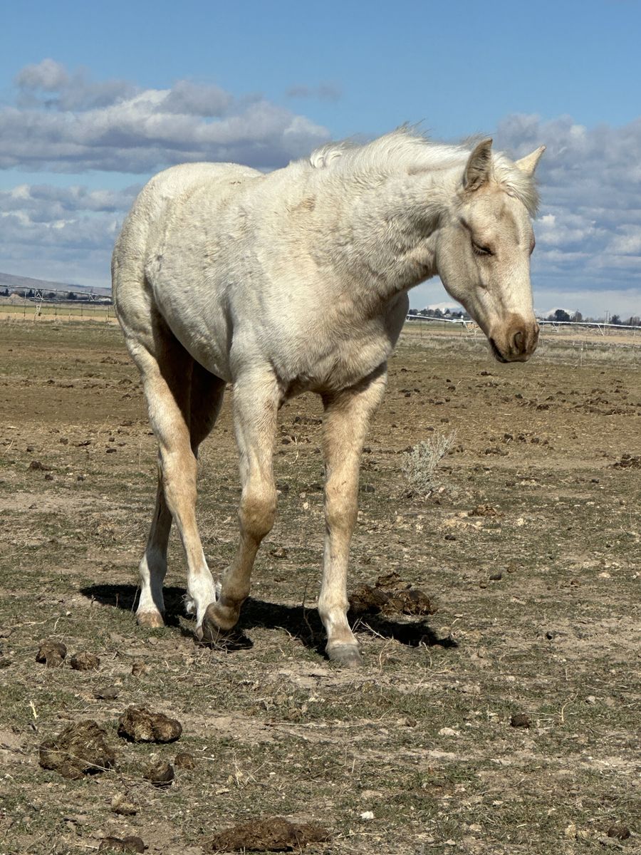 Nu Chex To Cash/Miss N Cash/paddys Irish Whiskey