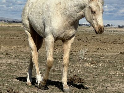 Nu Chex To Cash/Miss N Cash/paddys Irish Whiskey